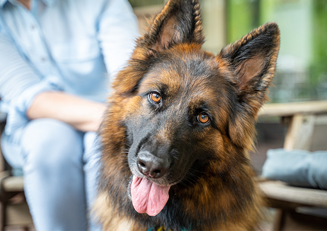 kirby happy new home